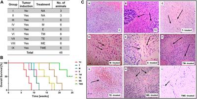 A combination of metformin and epigallocatechin gallate potentiates glioma chemotherapy in vivo